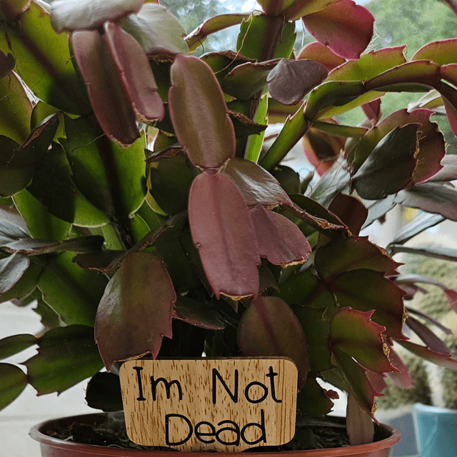 Plant Stakes
